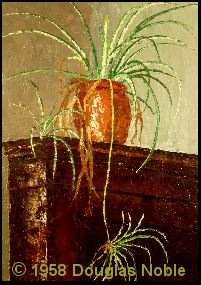 spiderplant.jpg